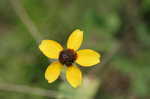 Clasping coneflower